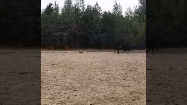 Любимая работа. Твид.