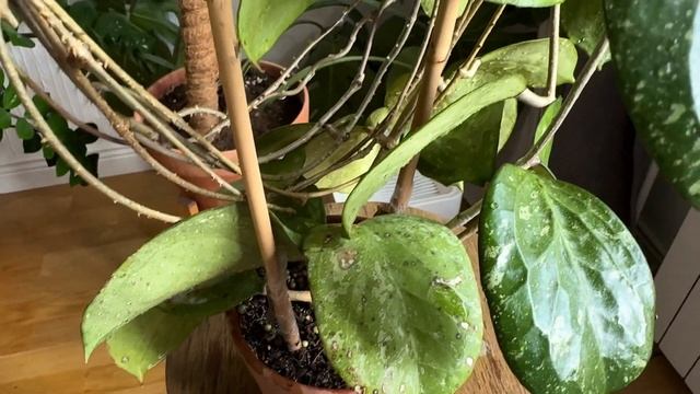 Hoya Cv. Michele MB1 255-Самая страшная хойя в моей коллекции