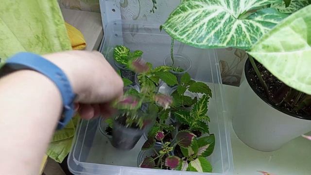 Первый обзор моих домашних цветов.Знакомимся.