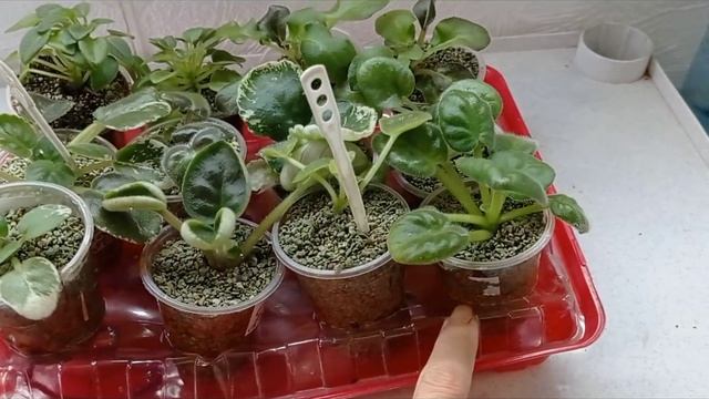 Дітки фіалок - одразу на фітіль!?