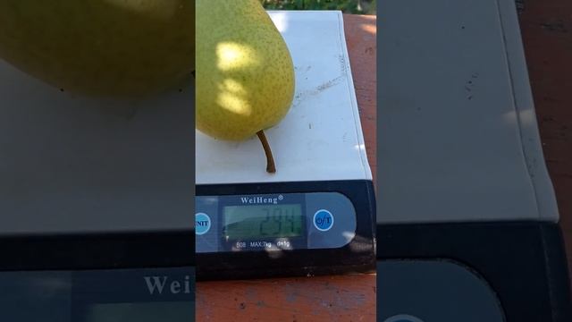 груша Шапка Мономаха