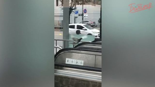 ПОПРОБУЙ НЕ ЗАСМЕЯТЬСЯ, ПРОИГРАЮТ 888% / ПОДБОРКА СВЕЖИХ ПРИКОЛОВ 2023 смотреть онлайн