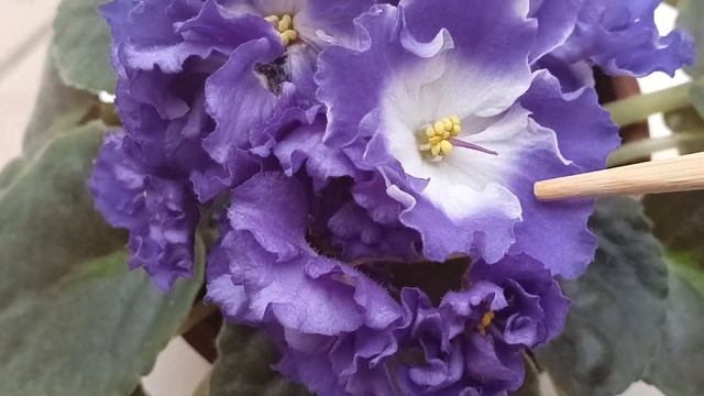 Фиалка Сенпалия Узамбарская. Saintpaula.