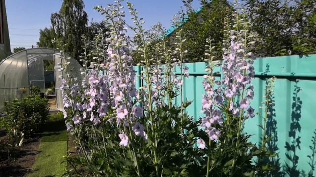 Розы весенней посадки 2024