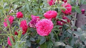 #сад #роза Оут оф Розенхайм  сезон 2024   Out of Rosenheim Kordes Гер?