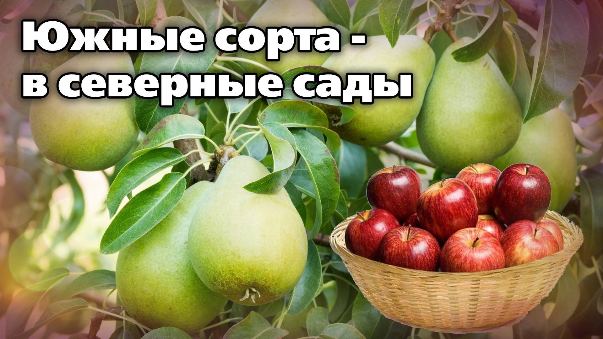 Посадите яблоню этим способом. Удивитесь результатам смотреть онлайн