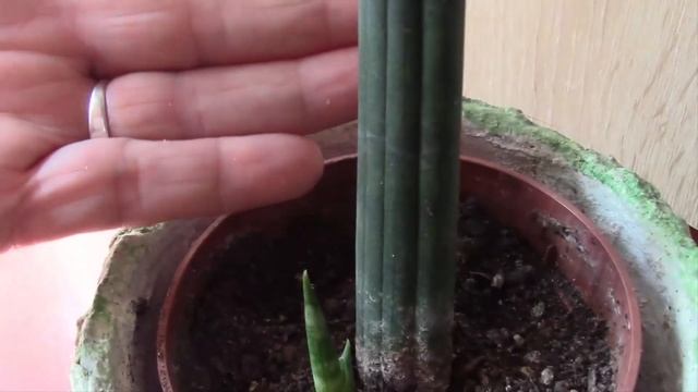 САНСЕВИЕРИЯ ЦИЛИНДРИЧЕСКАЯ ИЛИ ЦИЛИНДРИКА! смотреть онлайн