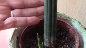 САНСЕВИЕРИЯ ЦИЛИНДРИЧЕСКАЯ ИЛИ ЦИЛИНДРИКА!