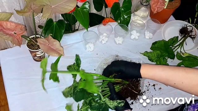 СДЕЛАЙ так с СИНГОНИУМОМ и получишь ЗДОРОВЫЙ и ПЫШНЫЙ смотреть онлайн