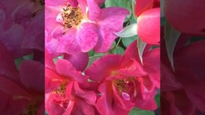 Роза Cinco de Mayo ( Синко де Майо ),Tom Carruth США, 2006г