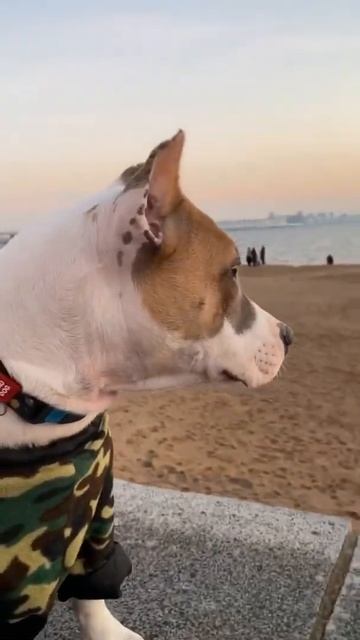 Тяжелая жизнь стаффорда #shorts #staff смотреть онлайн