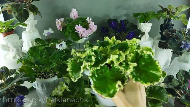 Цветущие фиалки, комплектуем заказ к отправке в друго?