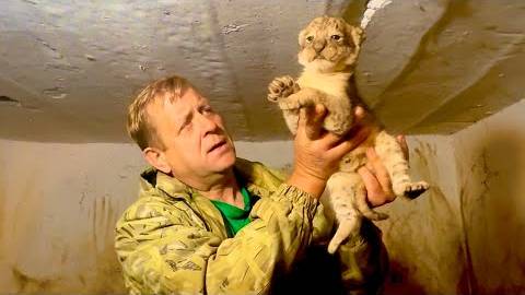 Олег Зубков презентует ВЫСТАВКУ ШЕДЕВРОВ Тайгана от маленького львенка до произведений из оникса! смотреть онлайн