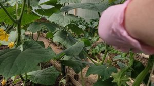 На огурцах одни пустоцветы в этом нет ничего страшного, все ошибки можно исправить.