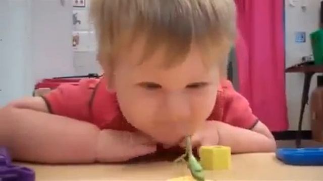 Агрессивный богомол!!! смотреть онлайн