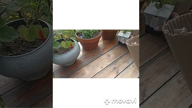 КАК Я ПАКУЮ ГОРТЕНЗИИ ДЛЯ ПОЧТЫ РОССИИ // ВАЦАП ДЛЯ ЗАК?