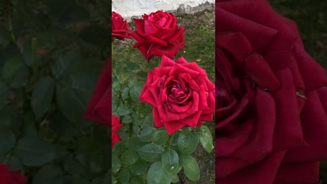 Роза ”Эротика”-цветение в жару. Цвет глубокий- холодн