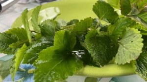 Травяной чай, очень вкусно. Мелиса, черная смородина, монарда