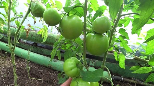 Эти сорта томатов рекомендую для выращивания. Выпуск 4