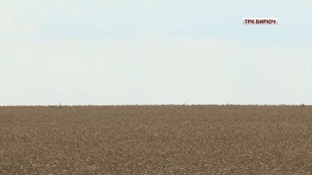 Аграрии Красногвардейского района приступили к уборк смотреть онлайн