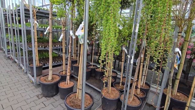 Германия город Dillingen donau цветочный магазин смотреть онлайн