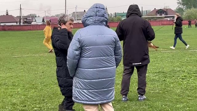 БЕБИ СУКИ ДШ / КЧК КИСЕЛЕВСК 11 мая`25 Н.Тихонова Моно немецких овчарок