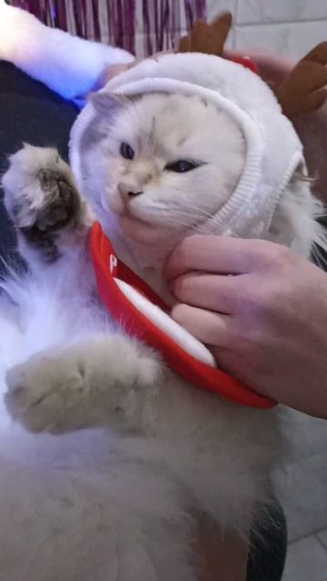 попытка снять милые фото с котиками... провалилась... (2) смотреть онлайн