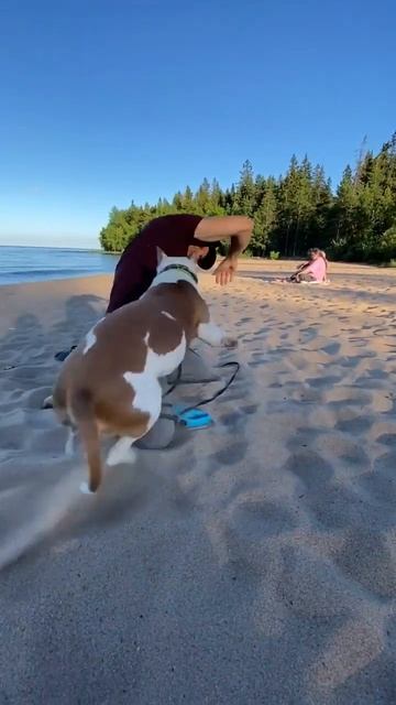 Если бы не ты, мой друг #shorts #staff #shortvideo #amstaff смотреть онлайн