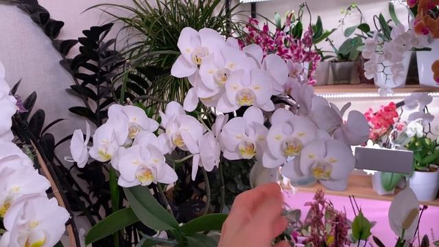 Фаленопсисы белые бабочки: Грандифлора и круглая смотреть онлайн