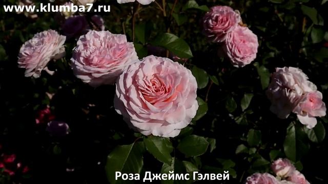 Постоянно цветущие розы, с очень эффектным и обильным