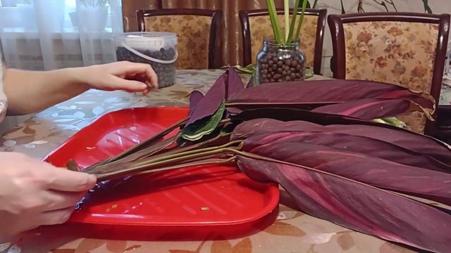 Крупную строманту и спатифиллум нужно укоренить. Как ? смотреть онлайн