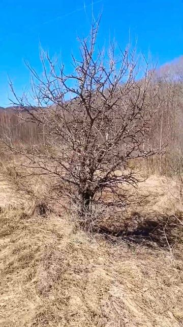 Русский Кактус🌵🌵🌵 смотреть онлайн