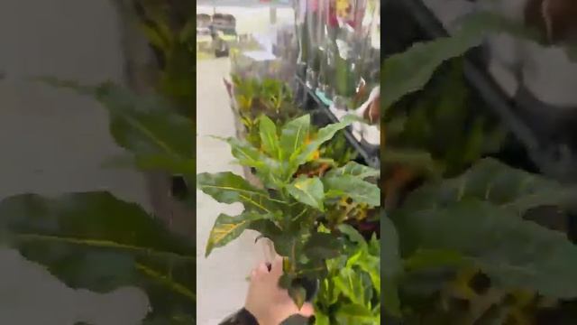 @Садовый центр Росток смотреть онлайн