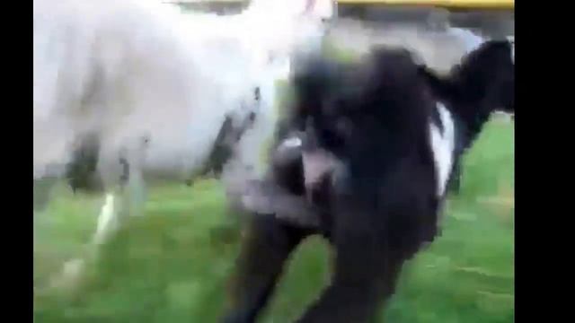 Прикол смотреть онлайн