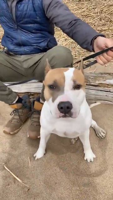 Стаффорд на пляже / Западный Котлин #shorts смотреть онлайн