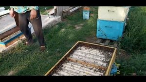 Двух маточное содержание пчёл в улье лежаке.
