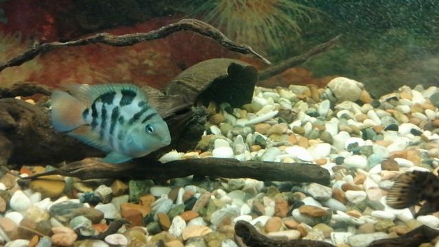 Аквариумные рыбки