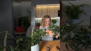 Обрезка Шеффлеры. Как все сделать правильно!