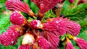 Сад редких хвойных!🌲 Первые приросты!🔥Часть 3! Обзор! 19 мая 2025г