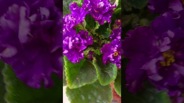 Фиалка РМ-Хрустальный Водопад! смотреть онлайн