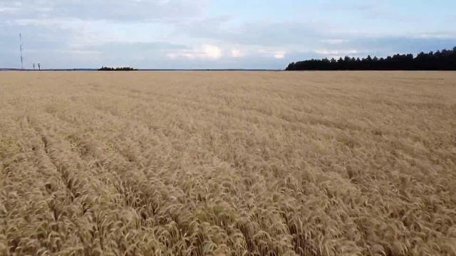 DJI Mavic mini. Полет дрона над полем пшеницы смотреть онлайн