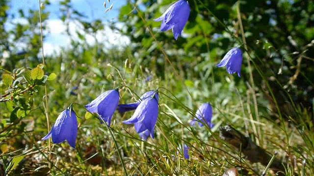 клип 3   цветы