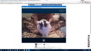 ШОК!!! Живодерка мучает кота! :(