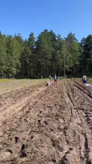 25.08.2024 #automobile #mtz #farming #мтз #сельскоехозяйство #mtz82 #поле # смотреть онлайн