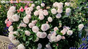 Великолепная роза Розенфасцинацион. Сезон 2024