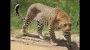 Развивающие видео для детей "Лучик света".  Энциклопедия для детей про животных.  Леопард