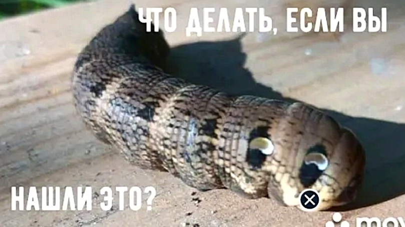 Не спешите пугаться! Лучше посмотрите до конца. смотреть онлайн