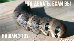 Не спешите пугаться! Лучше посмотрите до конца.