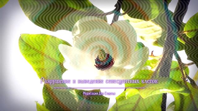 ОМОЛОЖЕНИЕ*Разрушение и Выведение Сенесцентных Клеток из Всего Организма*МЕДИТАЦИЯ+САБЛИМИНАЛ