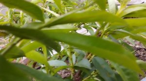 персик топ свит